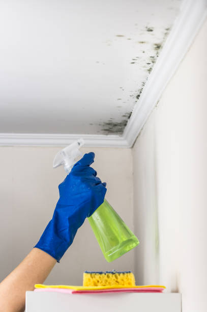 Why You Should Choose Our Mold Remediation Services in Edwards Af, CA